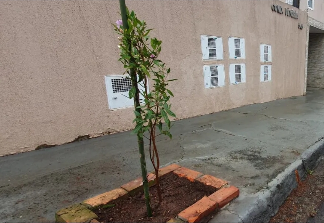 Botucatu Cidade Viva avança pelo Centro com plantio de árvores em mais 10 trechos nos dias 21 e 22 de outubro