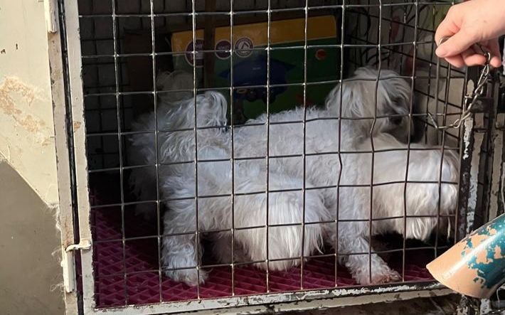 Operação conjunta descobre canil clandestino e mulher é presa por maus-tratos em Botucatu