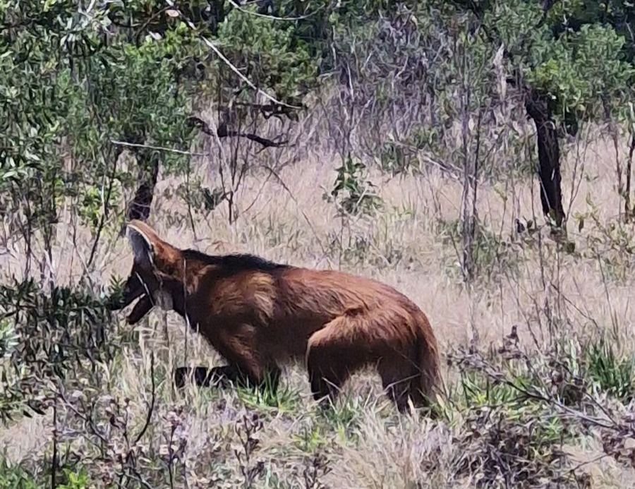 Lobo-guará é registrado na região do Jardim Aeroporto, em Botucatu