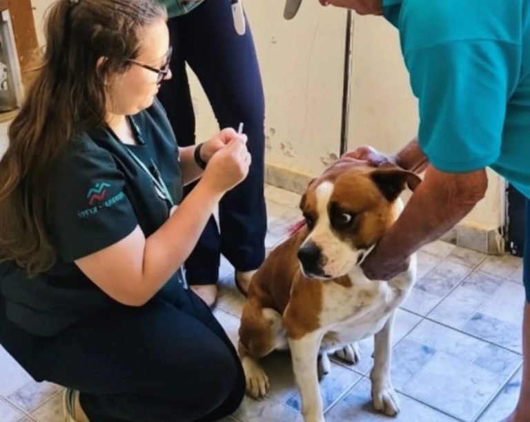 Leishmaniose: Após seis casos em cães, Botucatu inicia nova etapa de investigação no Jardim Cristina