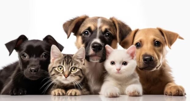 Canil Municipal de Botucatu realiza nova feira de adoção de animais